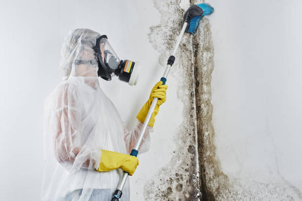 Certified Mold Removal in Waipahu, HI