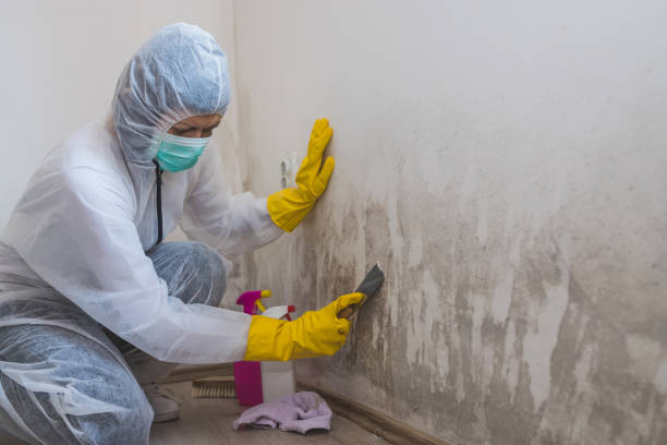 Best Toxic Mold Removal  in Waipahu, HI