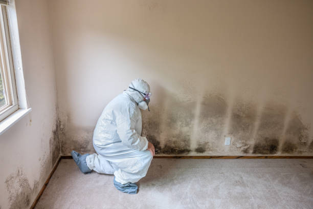 Attic Mold Removal in Waipahu, HI