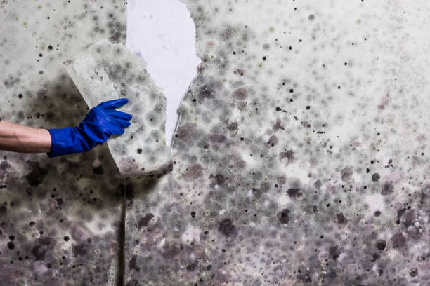 Best Mold Damage Repair  in Waipahu, HI